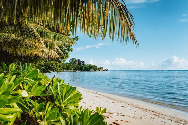 L'argent colloïdal pour animaux : bienfaits et solutions santé