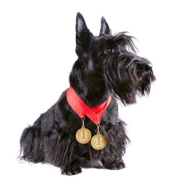 Deuil animal : comment traverser cette épreuve ensemble