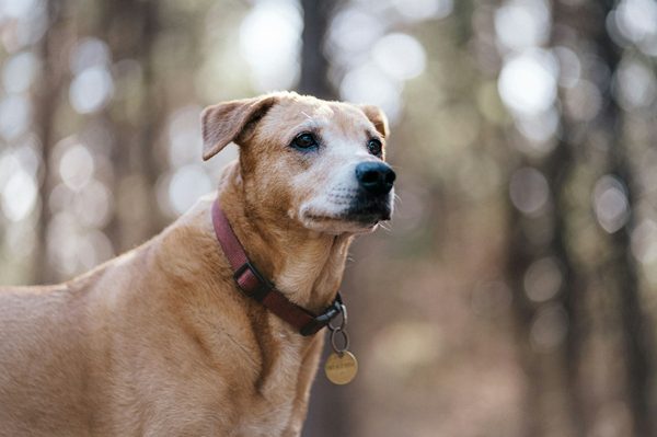 Prendre soin de son chien : conseils pratiques et essentiels